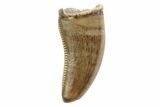 Serrated, Theropod Tooth - Montana #97432-1
